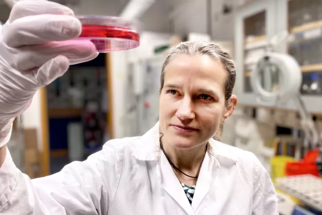 Photo of Anna Falk holding a petri dish in the lab.