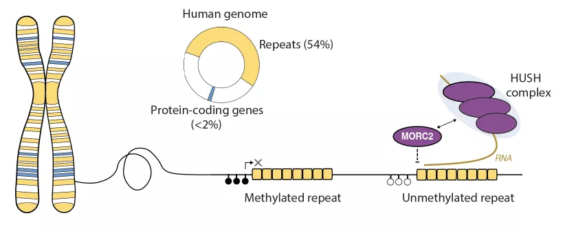 HUSH MORC2 Diagram. Graphical abstract.